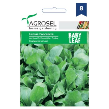 Seminte andiva Agrosel, 2.5 g